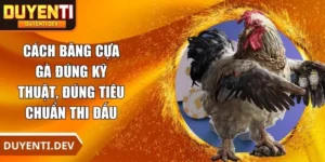 Cách Băng Cựa Gà