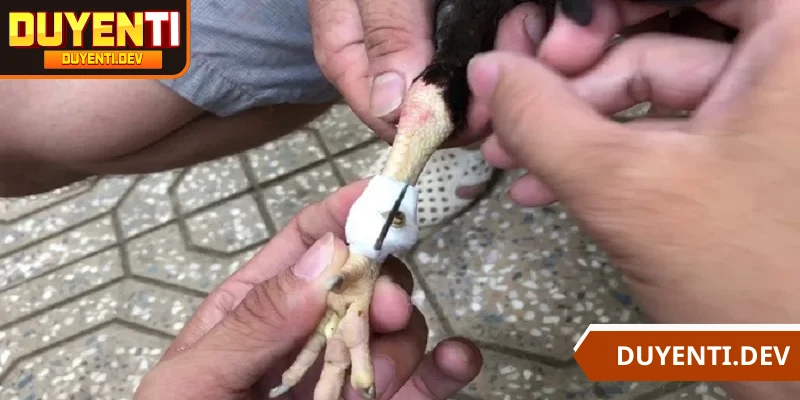 Tham khảo cách băng cựa gà từ chuyên gia là lưu ý cần thiết