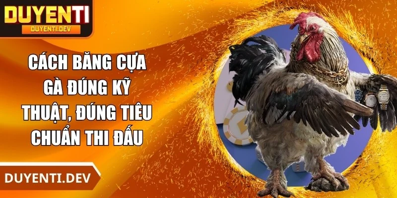 Cách Băng Cựa Gà