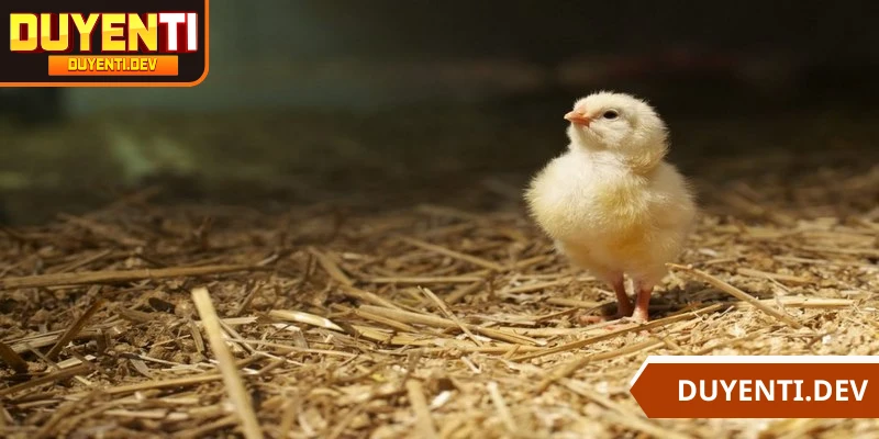 Kiểm tra, khử khuẩn kết hợp tiêm phòng cho gà con đúng thời điểm