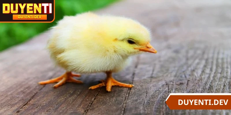 Tập ăn đa dạng thức ăn nghiền nát cho gà theo đúng tuần tuổi