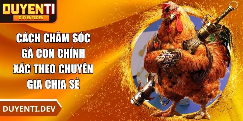 Cách Chăm Sóc Gà Con