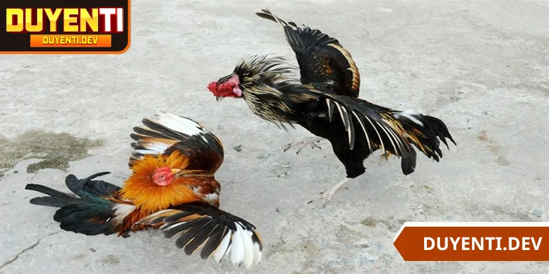 Nguyên tắc phân định chọi kê thắng thua rõ ràng, công bằng nhất