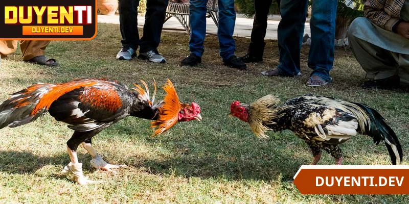 Đá gà Campuchia đang tạo nên cơn sốt trên thị trường giải trí