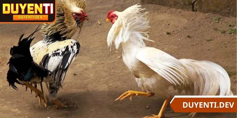 Xuống tiền cược gà đúng thời điểm để chinh phục thưởng lớn