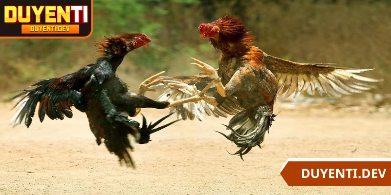 Đá gà CPC1 mang đến cho người chơi những trải nghiệm tuyệt vời