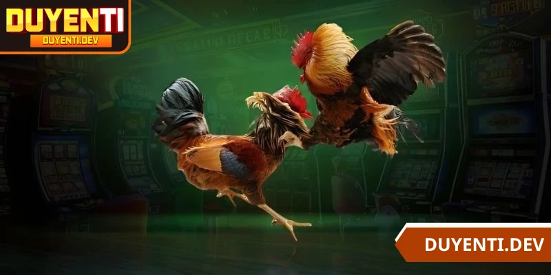 Đá gà CPC6 có chất lượng cao, uy tín và thu hút kê thủ theo dõi