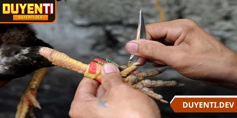 Đánh giá sức mạnh qua thành tích đối kháng chiến kê trước đó