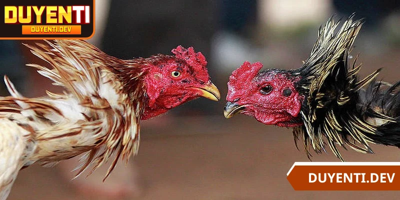 Đá gà cựa sắt là một trong những giải đấu thu hút kê thủ toàn cầu