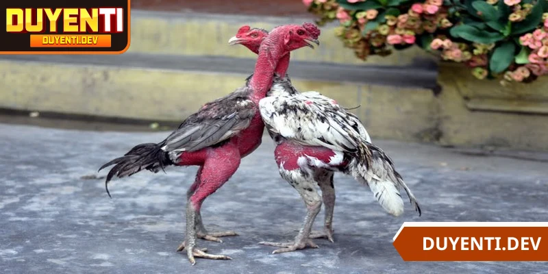 Gà Đòn Quân Lực là một giống gà có nguồn gốc độc đáo nhất