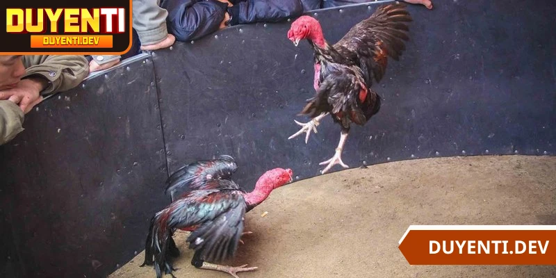 Gà đòn thường sở hữu sức bền và kỹ năng chiến đấu cao trên sàn
