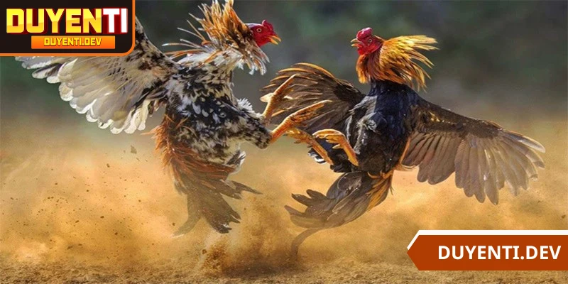 Đá gà Thomo đã trở thành một đấu trường cược quen thuộc