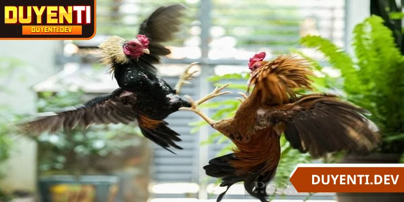 Ưu tiên đặt cược vào gà tấn công để tối ưu cơ hội thắng cao