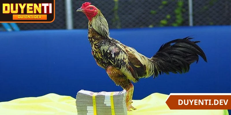 Màu mạng gà đá là một nhân tố mấu chốt trong các trận chọi kê