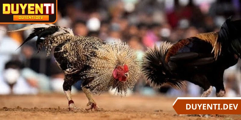 Màu mệnh gà giúp phân tích khả năng chiến đấu, thắng bất bại